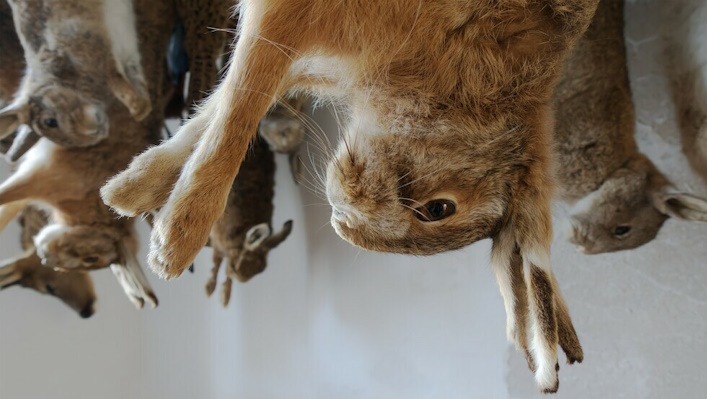 Meat rabbits hanging upside down by the legs.