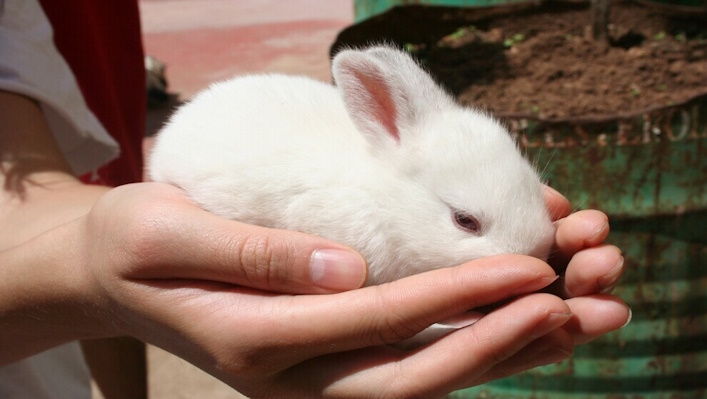 New Zealand white meat rabbit baby being held in hands.